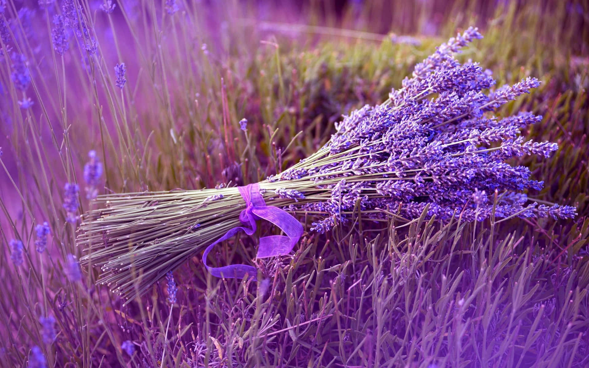 Desktop Lavender Wallpaper