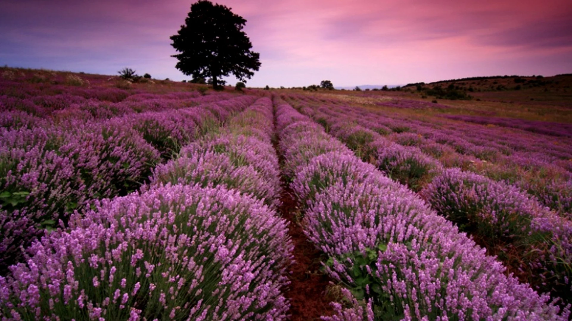 Desktop Lavender Wallpaper