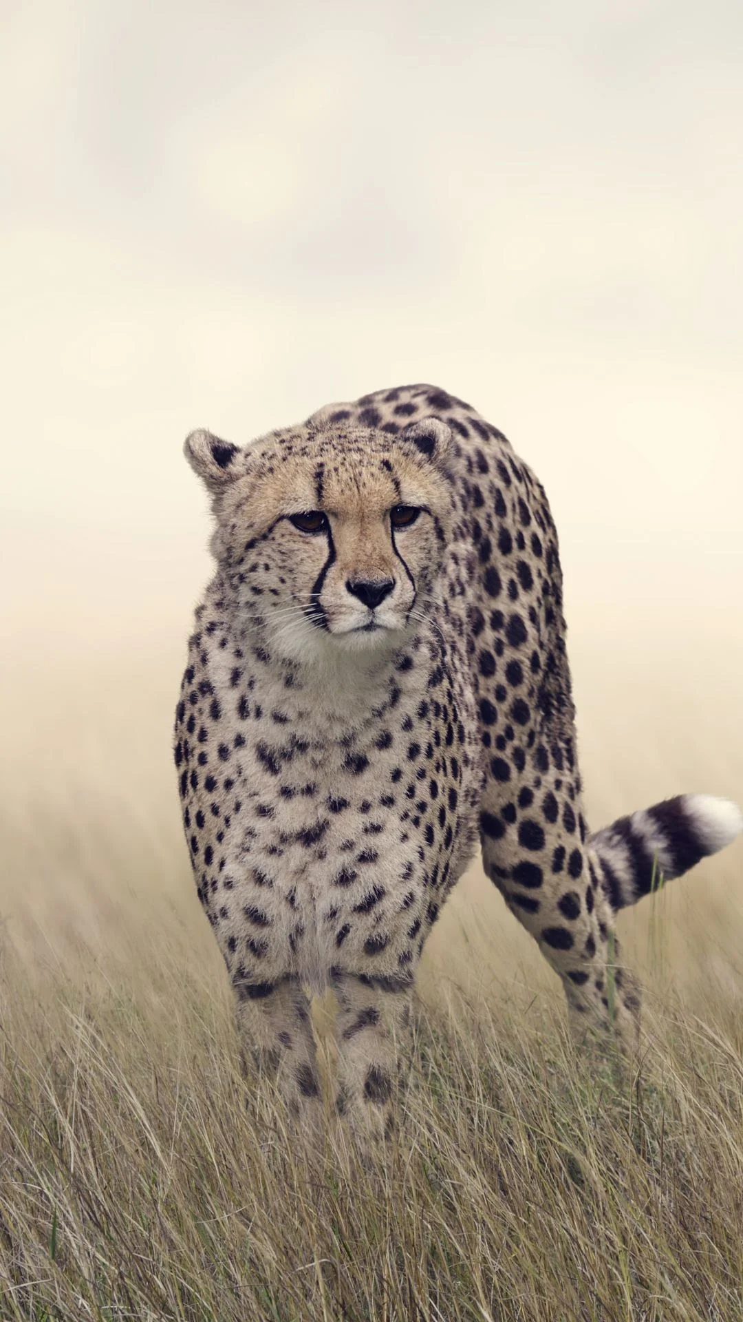 Background Cheetah Wallpaper
