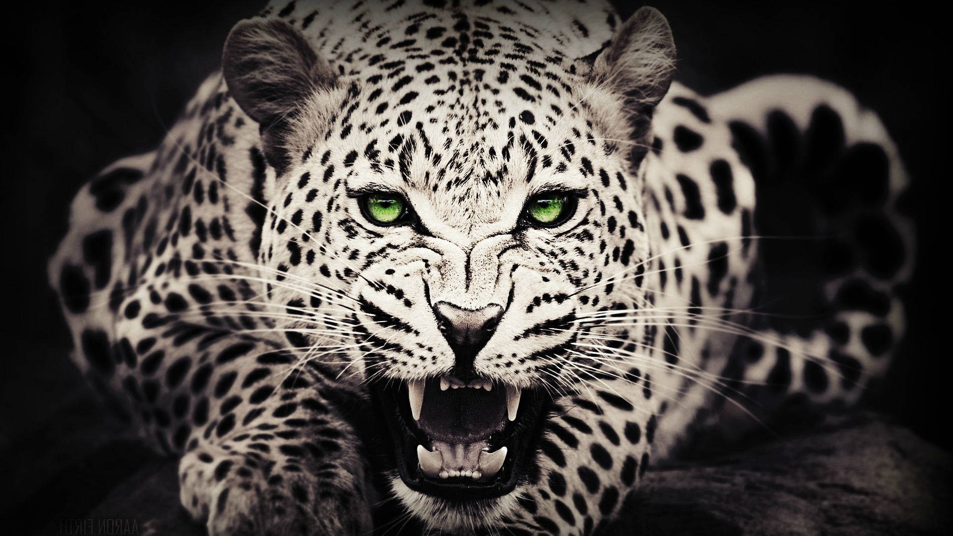 Cheetah Desktop Wallpaper