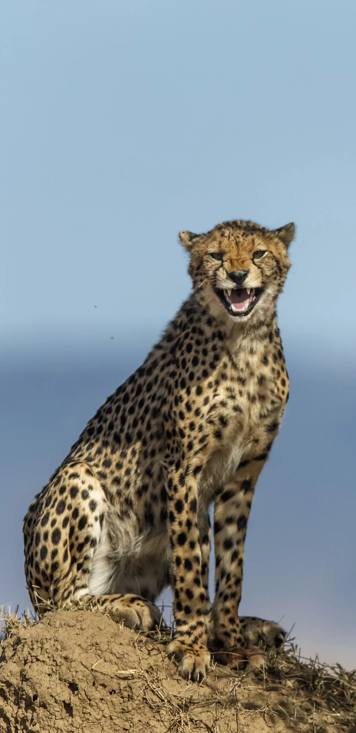 Background Cheetah Wallpaper