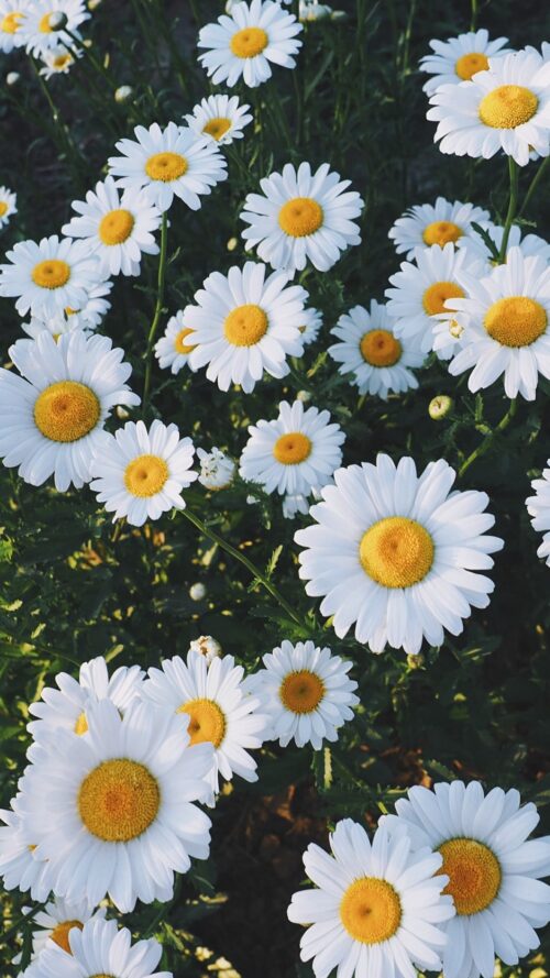 Background Daisy Wallpaper