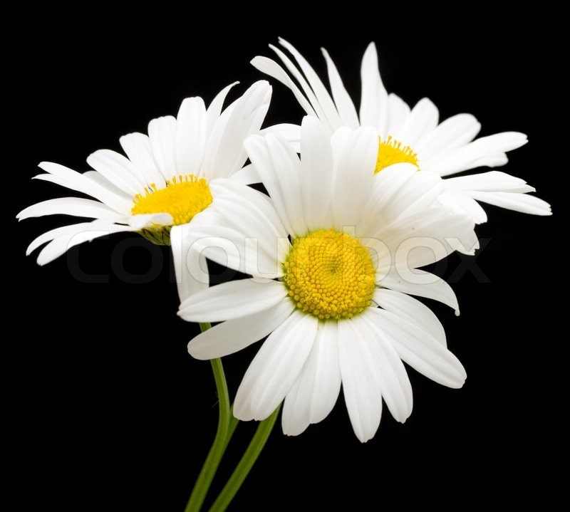 Background Daisy Wallpaper