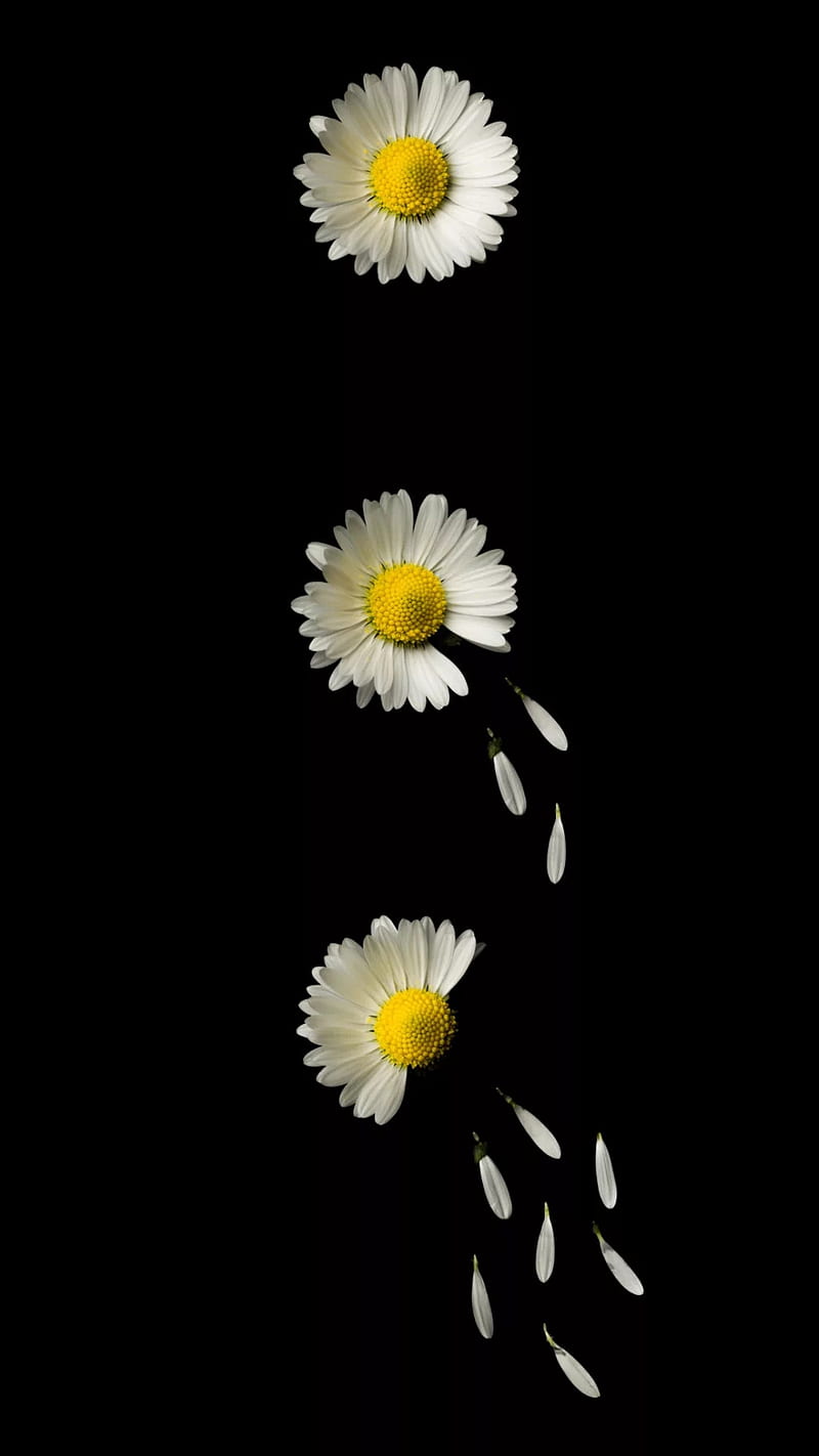 Background Daisy Wallpaper