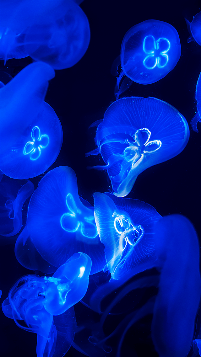 Background Jellyfish Wallpaper