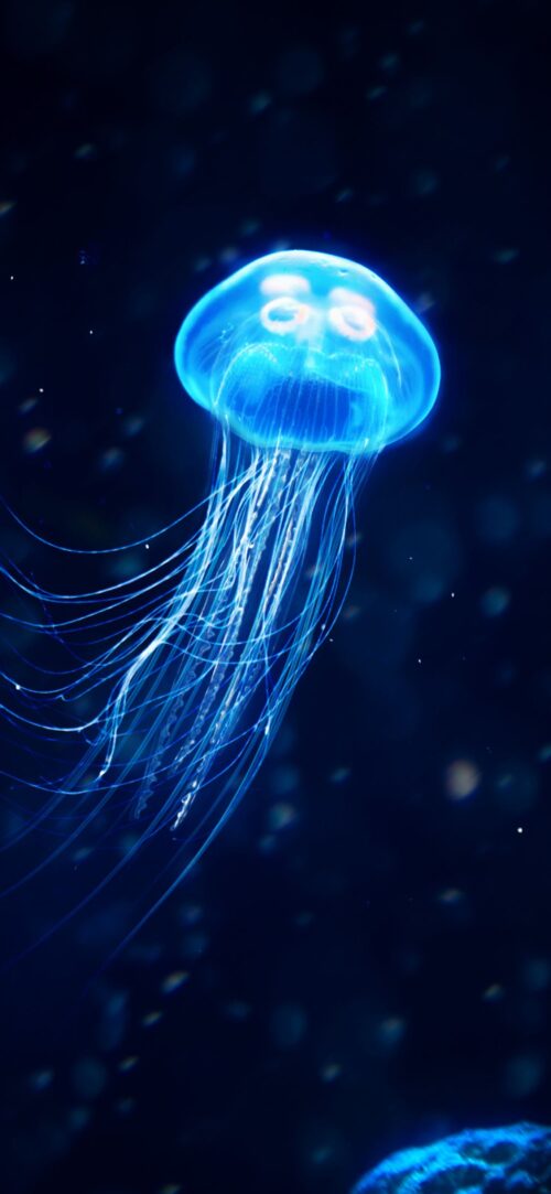 Background Jellyfish Wallpaper