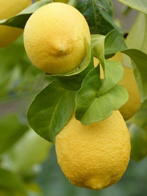 Background Lemon Wallpaper