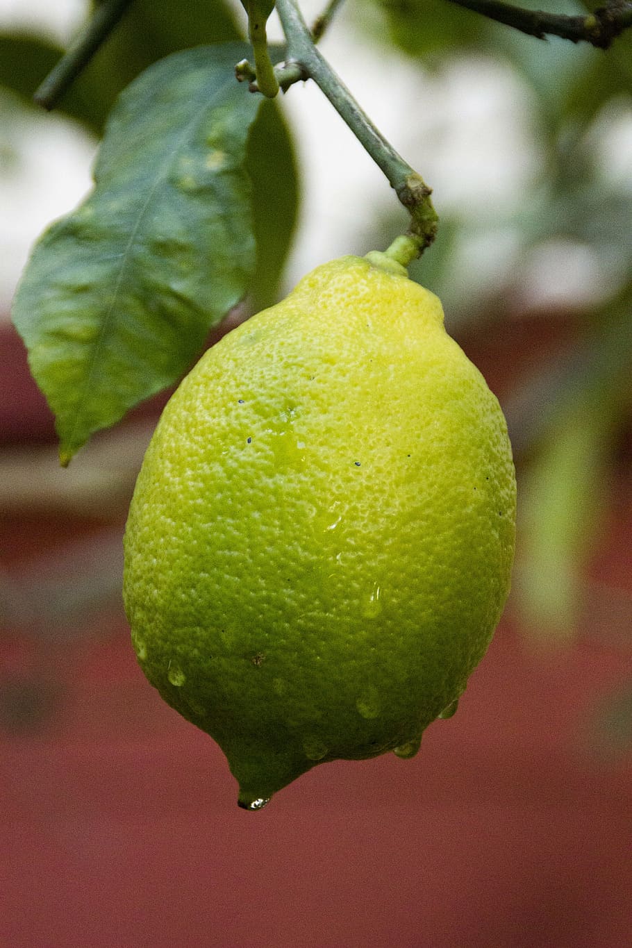 Background Lemon Wallpaper