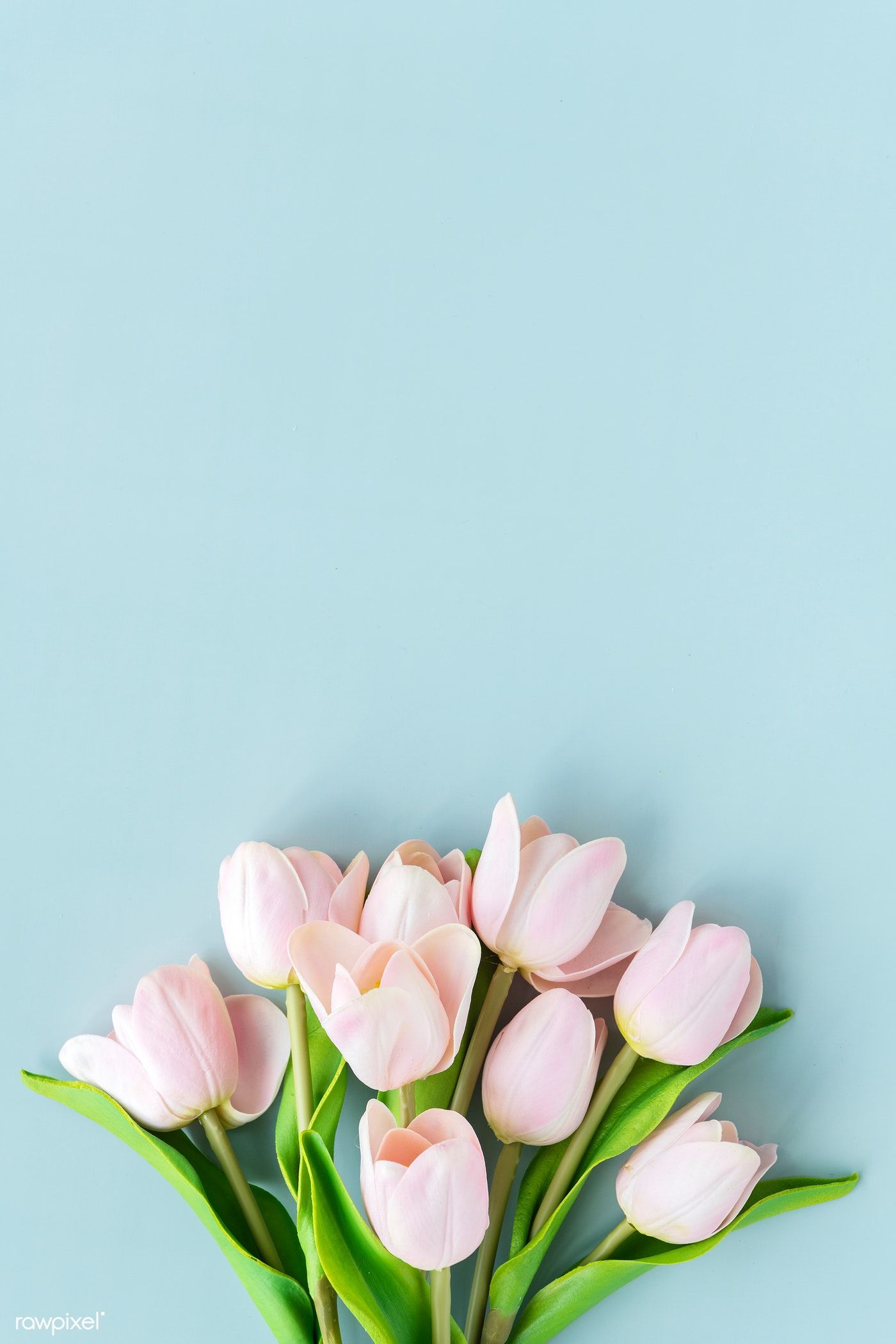 Background Tulip Wallpaper