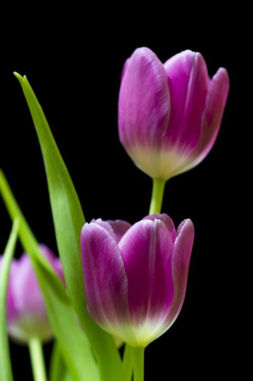 Background Tulip Wallpaper