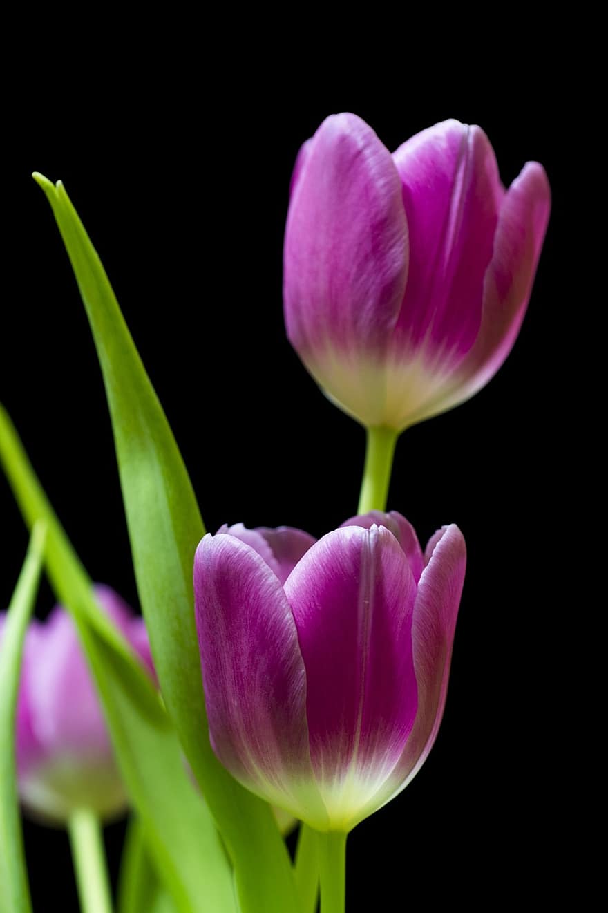 Background Tulip Wallpaper