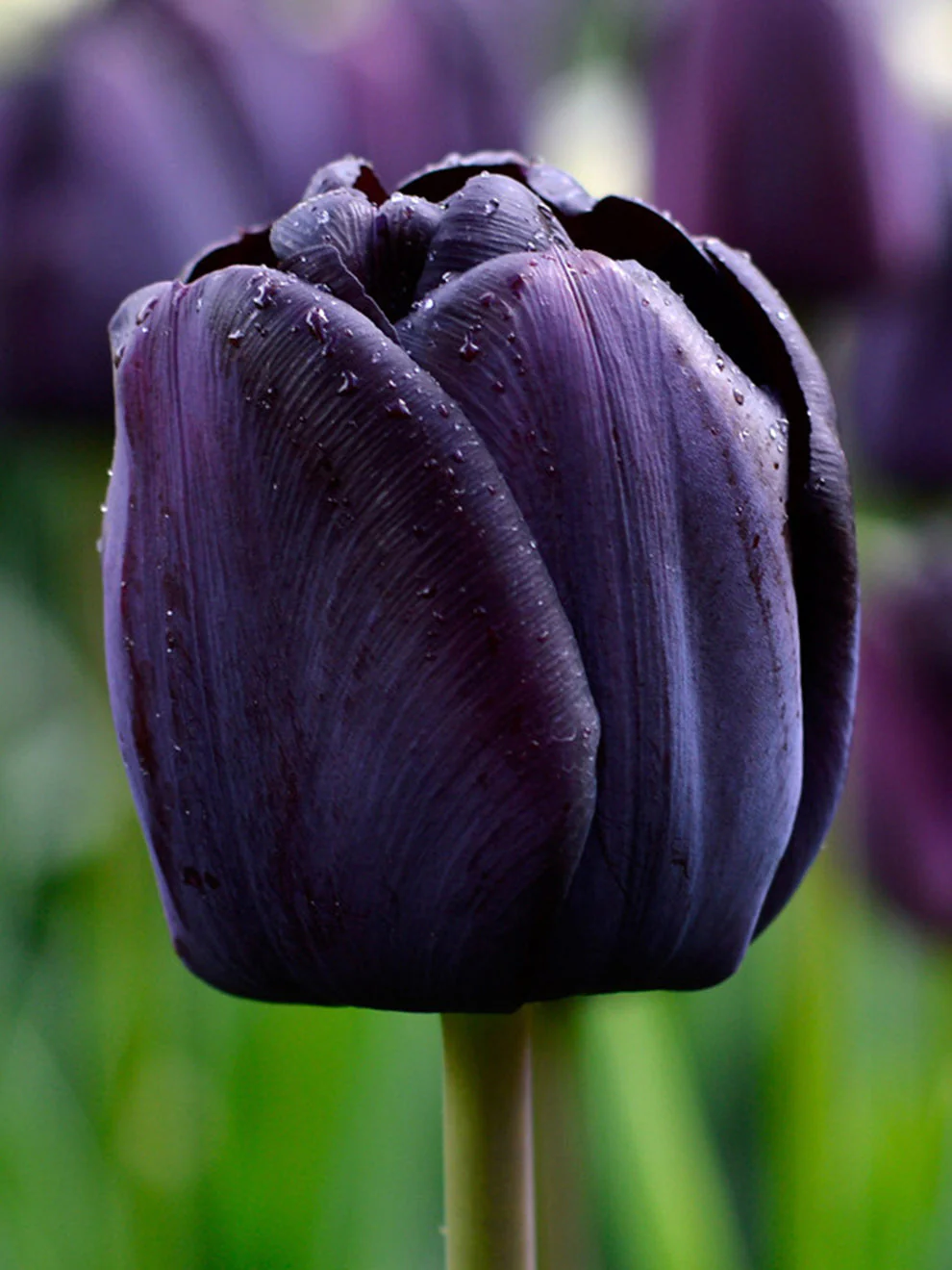 Background Tulip Wallpaper