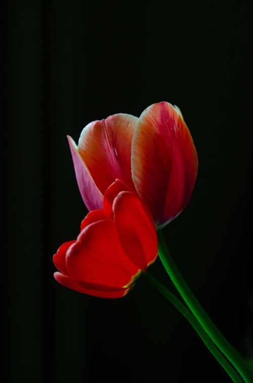 Background Tulip Wallpaper