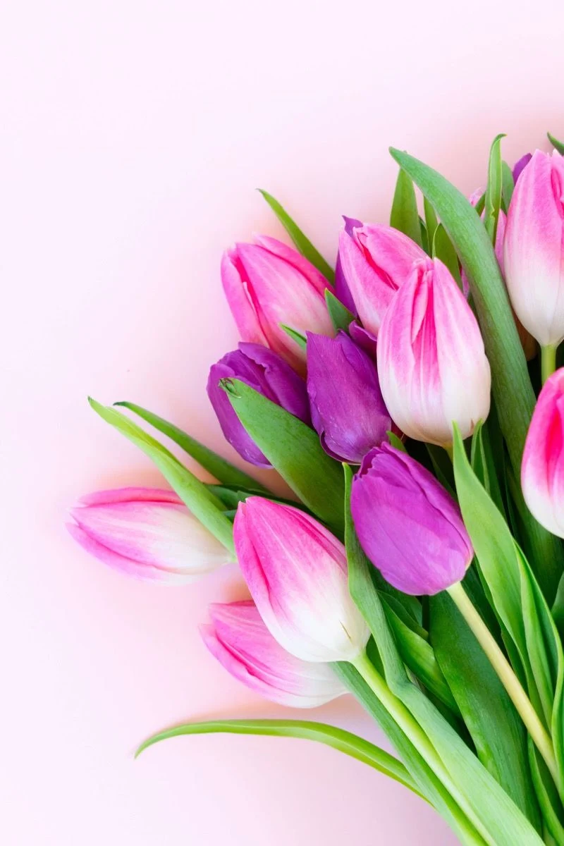 Background Tulip Wallpaper