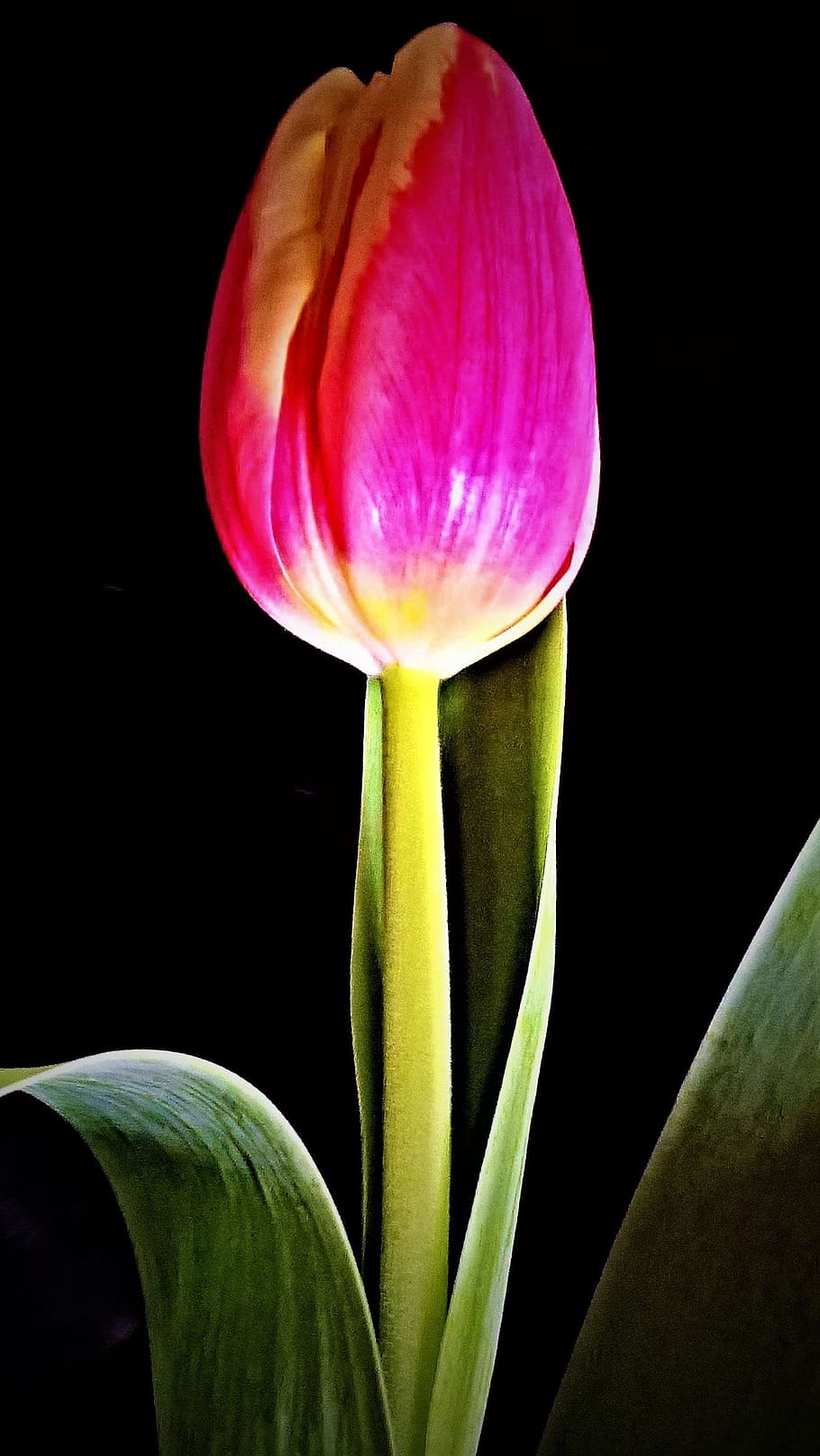 Background Tulip Wallpaper