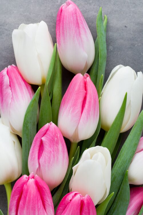 Background Tulip Wallpaper