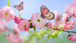 Butterfly Desktop Wallpaper