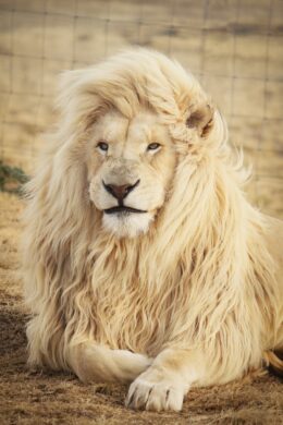 Background Lion Wallpaper