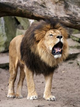 Background Lion Wallpaper