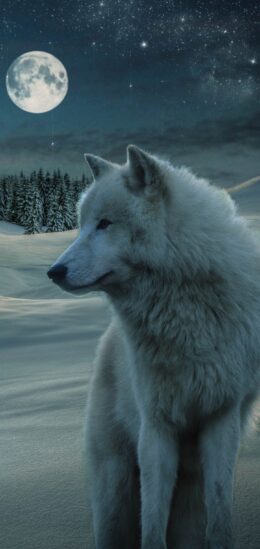 Background Wolf Wallpaper