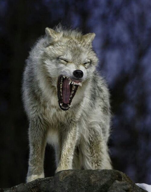 Background Wolf Wallpaper