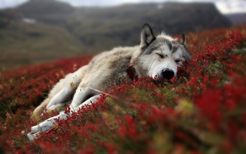 Wolf Desktop Wallpaper