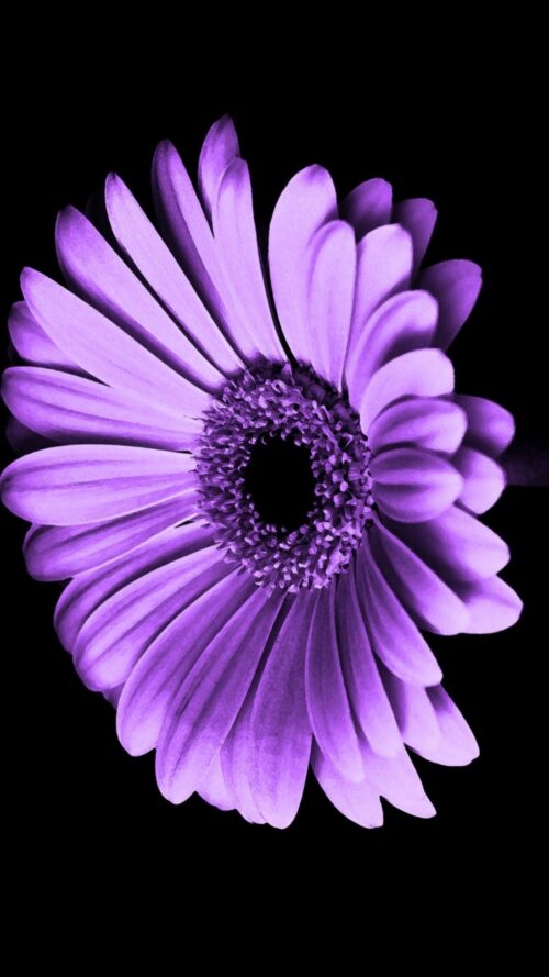 Background Daisy Wallpaper