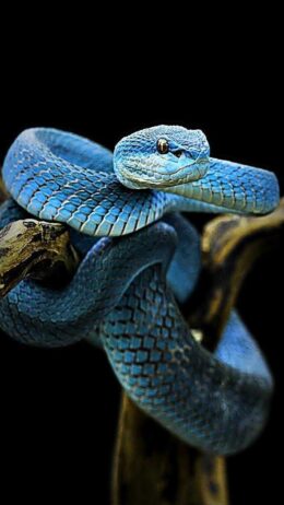 Background Snake Wallpaper