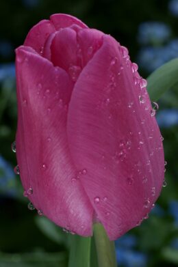 Background Tulip Wallpaper