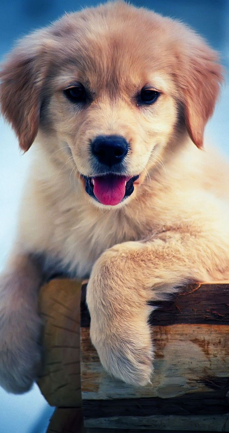 Background Cute Dog Wallpaper