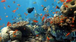 Background Fish Wallpaper