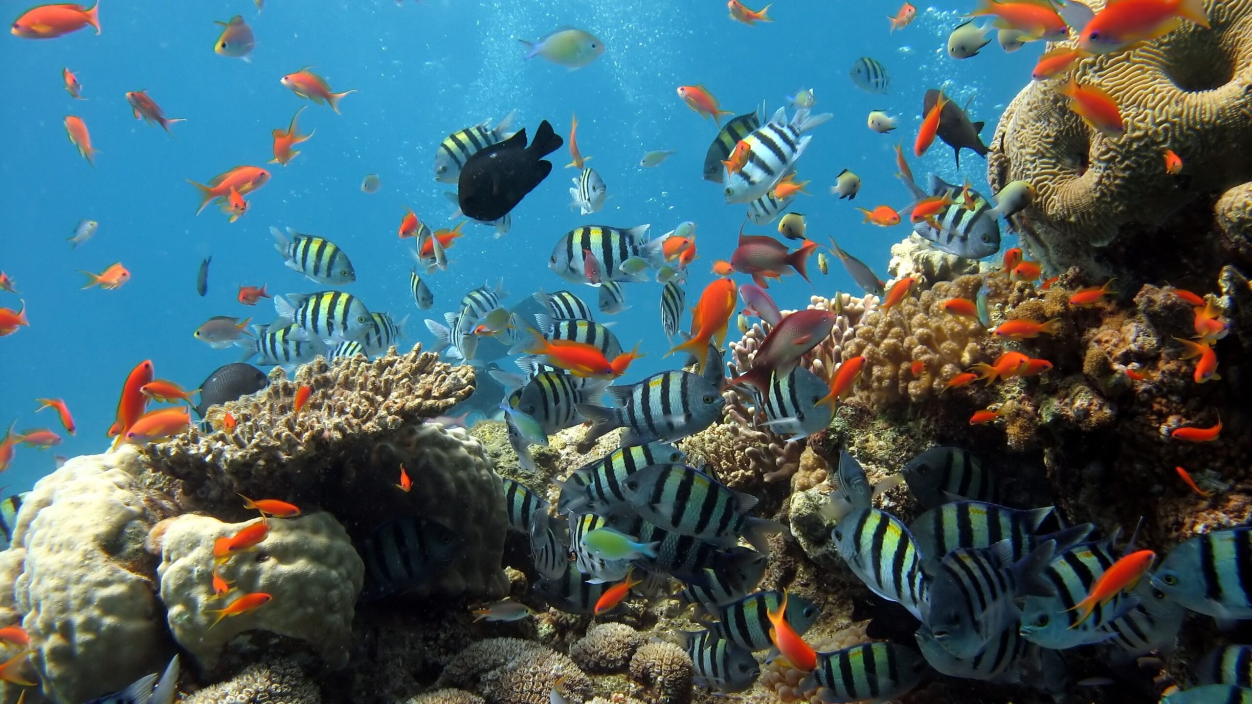 Background Fish Wallpaper