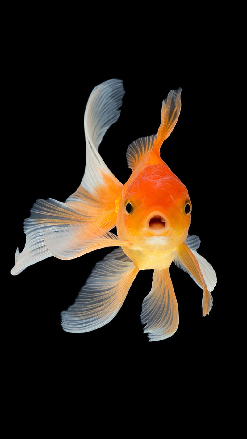 Background Fish Wallpaper