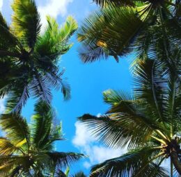 Palm Tree Wallpaper
