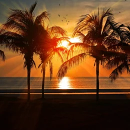 Palm Tree Wallpaper