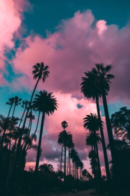 Palm Tree Wallpaper