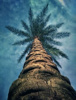 Palm Tree Wallpaper