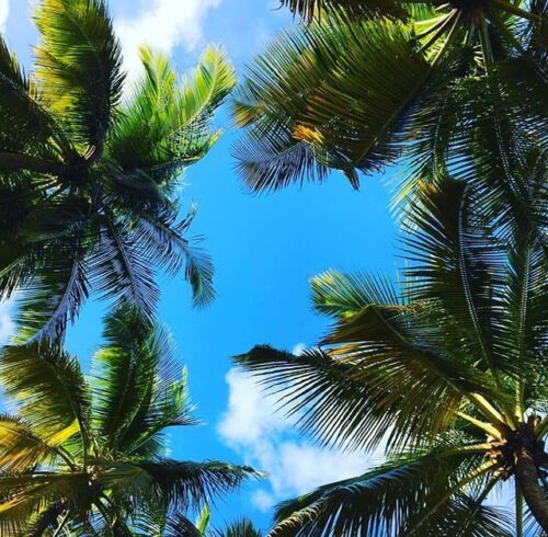 Palm Tree Wallpaper