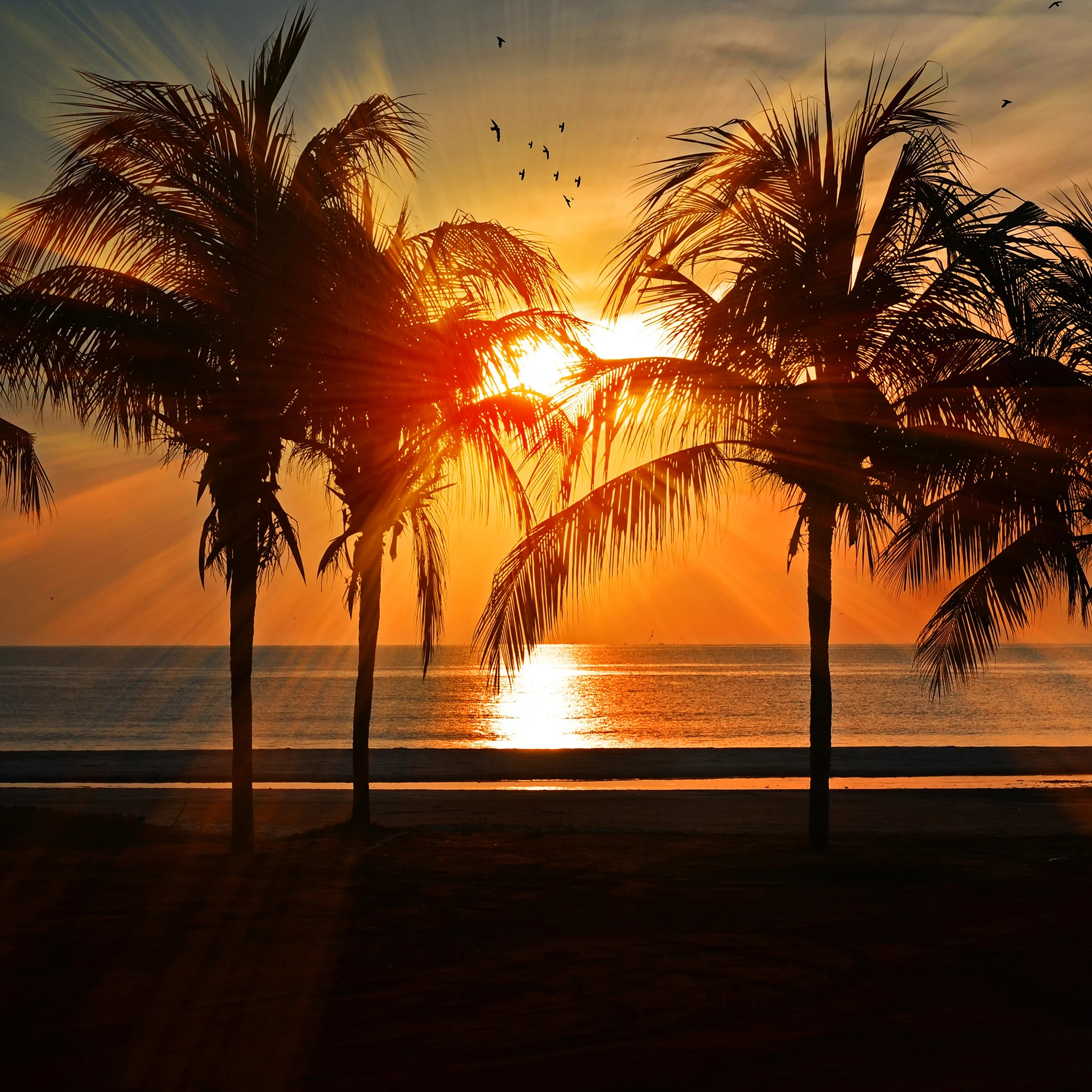 Palm Tree Wallpaper