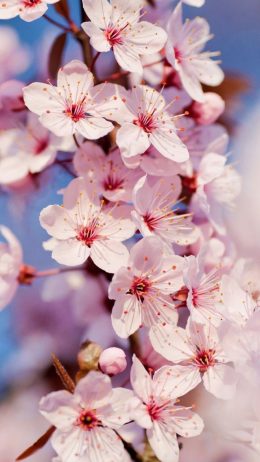 HD Cherry Blossom Wallpaper