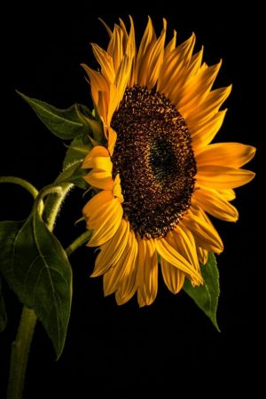 Backgraund Sunflower Wallpaper