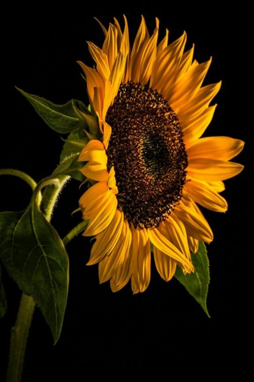 Backgraund Sunflower Wallpaper