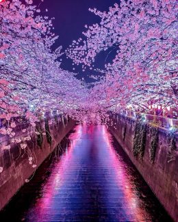 HD Cherry Blossom Wallpaper