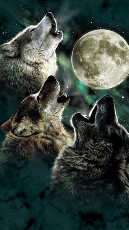 Backgraund Wolves Wallpaper