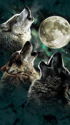 Backgraund Wolves Wallpaper