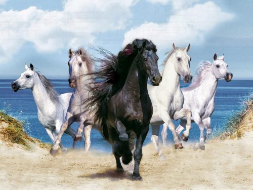 Horse  Desktop Wallpaper