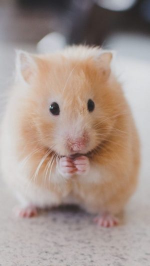 Hamster HD Wallpaper