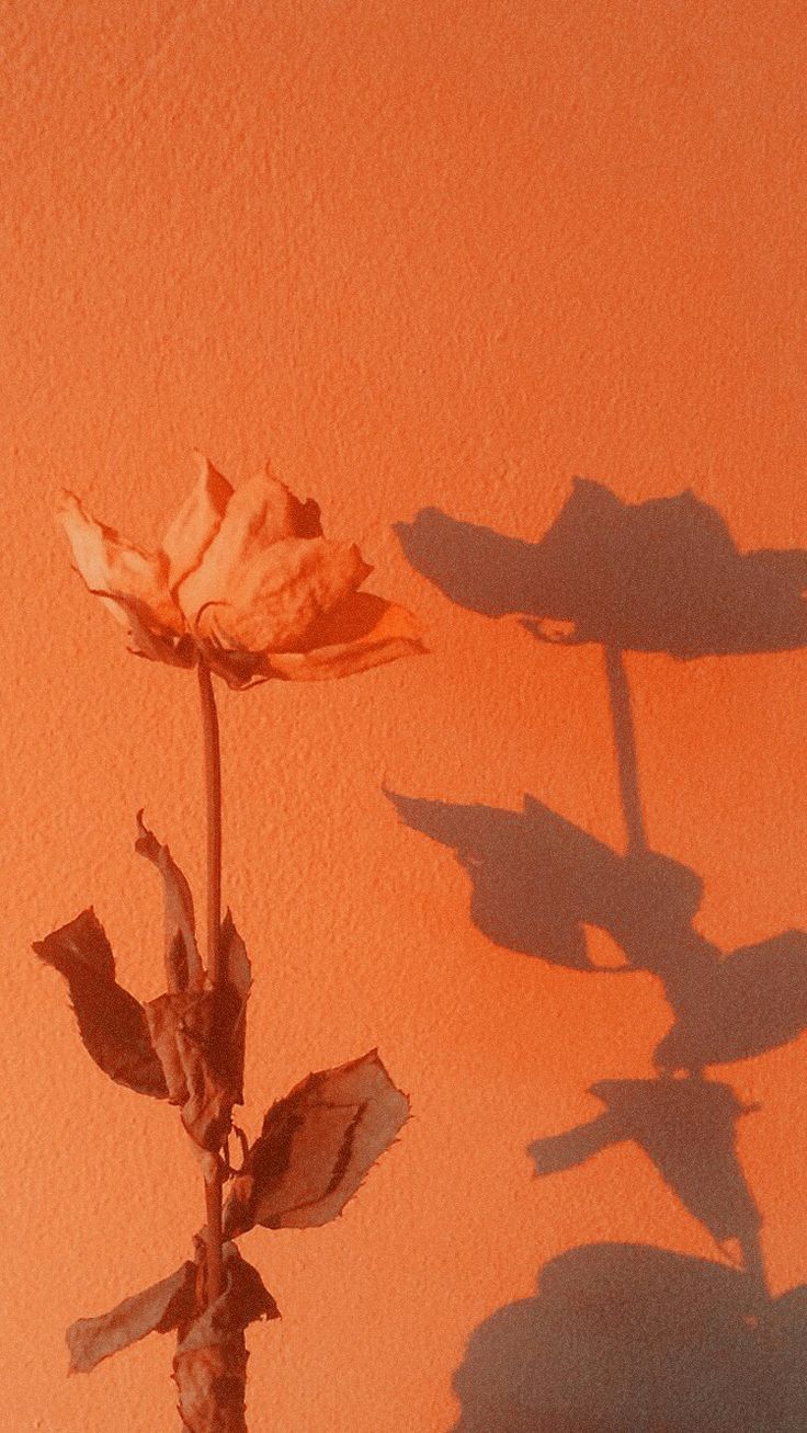 Orange Aesthetic Wallpaper Album On Imgur Desktop Wal - vrogue.co