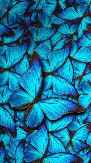 Blue Butterfly Wallpaper