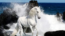 Horse  Desktop Wallpaper